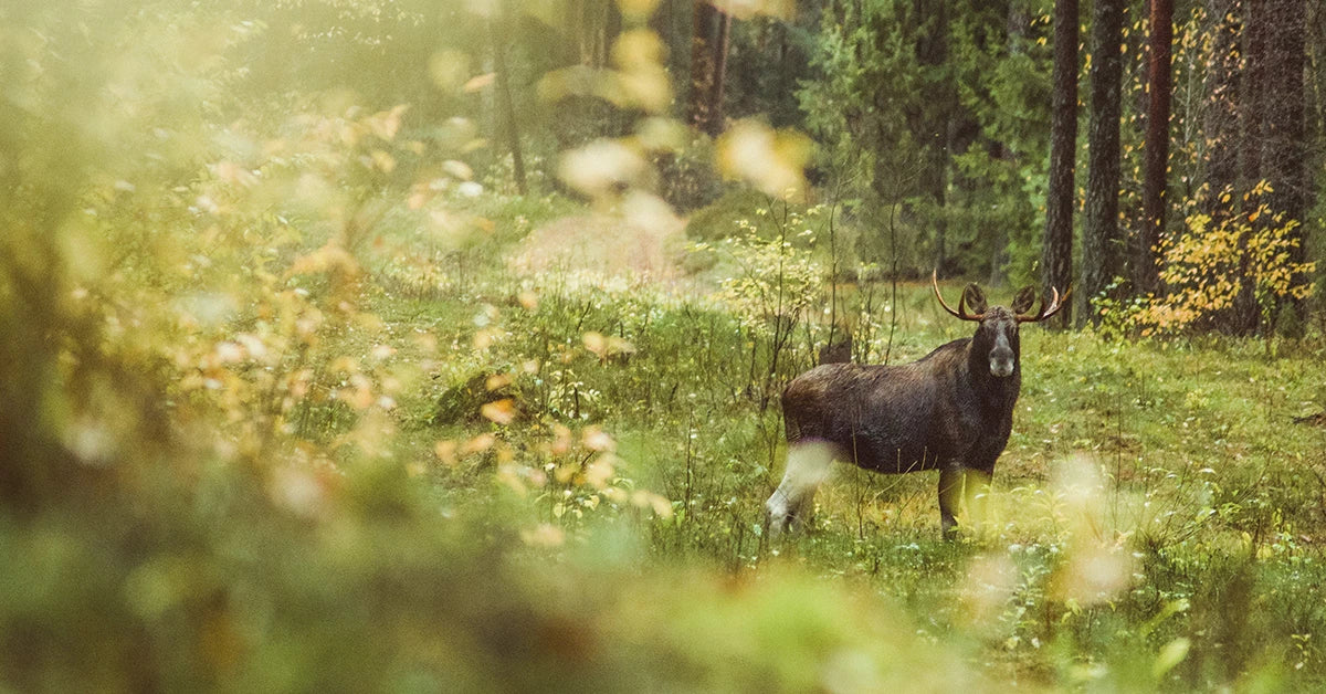 Hirvenmetsästys – syksyn yhteisöllinen harrastus